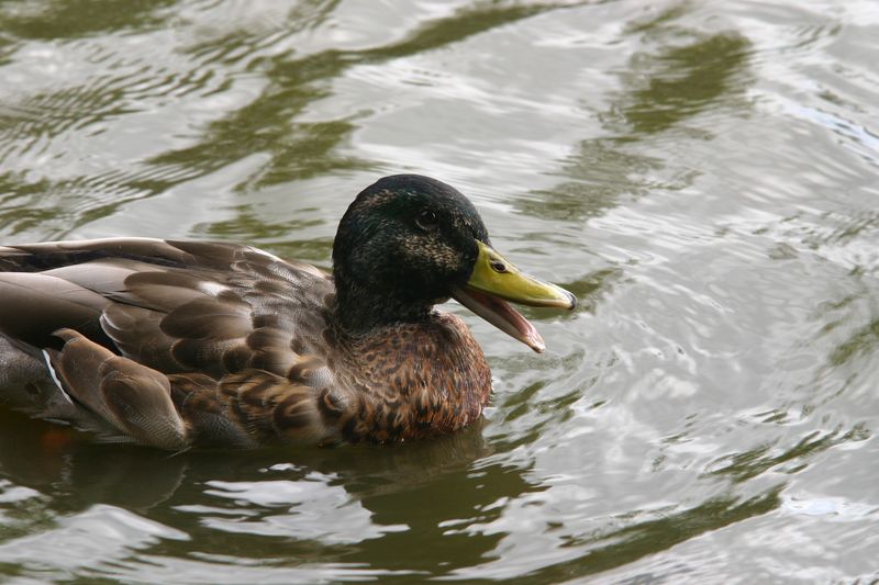 300D 0007 Duck quacking